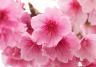 Flowering Cherries (Prunus)