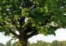 Oak (Quercus robur and Quercus petraea)