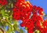 Rowan (Sorbus aucuparia)