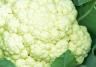 Cauliflower (Brassica oleracea)