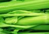 Celery (Apium graveolens)