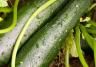 how to grow courgettes