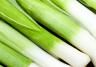 Leeks (Allium ampeloprasum)