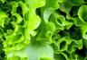 Lettuce (Lactuca sativa)