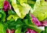 growing salad leaves