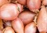 Shallots (Alllium cepa Aggregatum group)