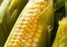 growing sweetcorn