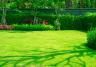 Zielony ogród z gęstym trawnikiem