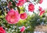 Camelia
