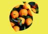 Essential Guide to Growing Citrus