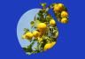 Common Citrus Pest & Disease