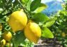 Des citrons mûrs sur des branches de citronniers poussant en pleine terre