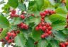 Des baies rouges et des feuilles d’Aubépine épineuse Cratægus oxyacantha