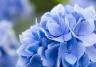 Hydrangea macrophylla