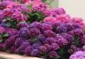 Hortensia stekken bouturer I Love My Garden