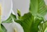 How to Care for Peace Lilies