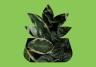 Indoor House Plant
