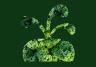superfood