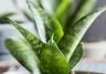 Low maintenance houseplants