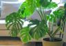 monstera