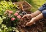 Paillage jardin et potager