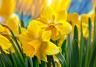 narciso