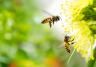 Jak i kiedy wykonywać opryski, aby nie szkodzić pszczołom? 