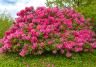 Rhododenderons