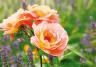 Rosier nourrir 1