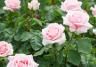 Taille des rosiers - I love my garden