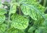 Schimmels op planten – Maladies fongiques sur plantes - I Love My Garden