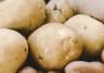 Potatis