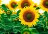 solros