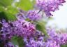 Sering snoeien | Taille des lilas | I Love The Garden