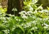 Wild garlic flowers in the forest