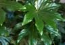 fatsia vingerplant