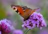 bijen en vlinders in de tuin