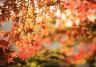 Autumn wildlife | David Domoney | Miracle-Gro