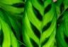 calathea