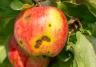 ziektes appelboom perelaar
