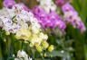 Les différentes variétés d'orchidées