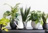 Indoor plant pests and diseases