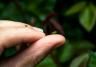 Insekty w ogrodzie – po jakie produkty warto sięgnąć, by je zwalczyć?