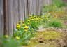 Keeping weeds in the garden down