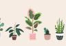 What's your plant personality? | Miracle-Gro