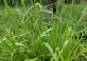 Green paspalum growing amongst grass.