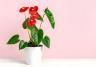 Quelles astuces pour entretenir un anthurium