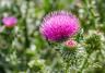 Scotch thistle plant with pink flower head. 