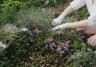 A kneeling woman weeding a flower bed