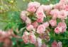 Pruning Roses | David Domoney | Love The Garden